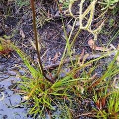 Drosera binata at Barren Grounds, NSW - 8 Dec 2024 11:45 AM