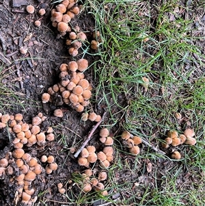 Coprinellus etc. at Gordon, ACT - 7 Dec 2024