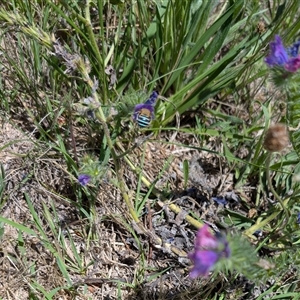 Amegilla sp. (genus) (Blue Banded Bee) at Lawson, ACT by mroseby