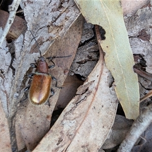 Ecnolagria grandis (Honeybrown beetle) at Lawson, ACT by mroseby