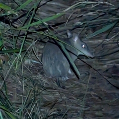 Perameles nasuta (Long-nosed Bandicoot) at Mystery Bay, NSW - 7 Dec 2024 by HelenCross