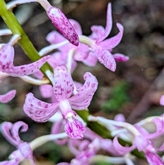 Dipodium sp. (A Hyacinth Orchid) at Mystery Bay, NSW - 7 Dec 2024 by HelenCross