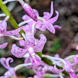 Dipodium sp. at Mystery Bay, NSW - suppressed