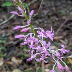 Dipodium sp. at Mystery Bay, NSW - suppressed