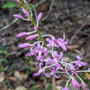 Dipodium sp. at Mystery Bay, NSW - suppressed