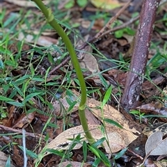 Dipodium sp. at Mystery Bay, NSW - suppressed