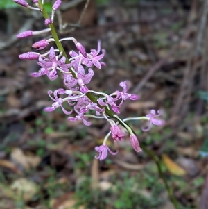 Dipodium sp. at Mystery Bay, NSW - suppressed