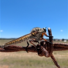 Dolopus rubrithorax (Large Brown Robber Fly) at Lawson, ACT - 8 Dec 2024 by mroseby