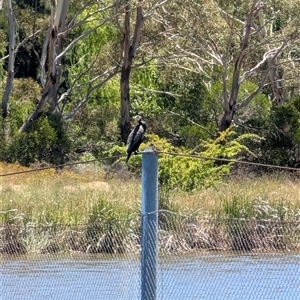 Phalacrocorax carbo at Lawson, ACT - 8 Dec 2024