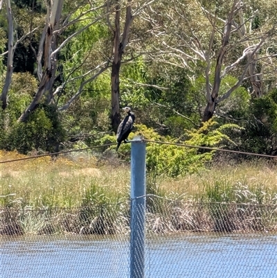 Phalacrocorax carbo at Lawson, ACT - 8 Dec 2024 by mroseby