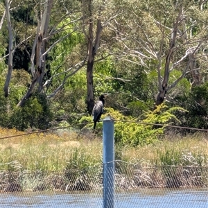 Phalacrocorax carbo at Lawson, ACT - 8 Dec 2024