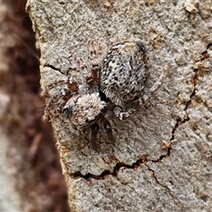 Servaea incana (Hoary Servaea) at Goulburn, NSW - 7 Dec 2024 by trevorpreston