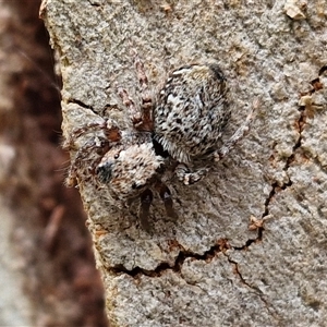 Servaea incana (Hoary Servaea) at Goulburn, NSW by trevorpreston