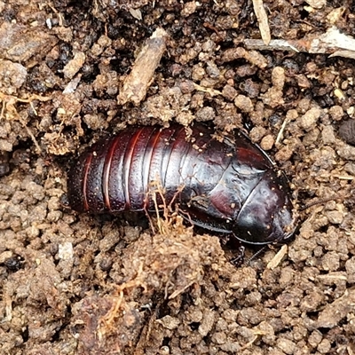 Panesthia australis (Common wood cockroach) at Goulburn, NSW - 7 Dec 2024 by trevorpreston