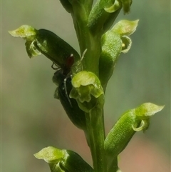 Microtis unifolia (Common Onion Orchid) at Captains Flat, NSW - 8 Dec 2024 by Csteele4