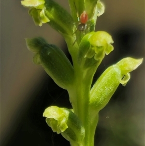 Microtis unifolia at Captains Flat, NSW - 8 Dec 2024