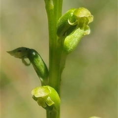 Microtis unifolia at Captains Flat, NSW - 8 Dec 2024