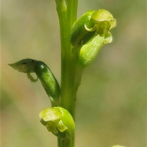 Microtis unifolia at Captains Flat, NSW - 8 Dec 2024