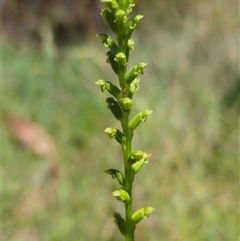 Microtis unifolia at Captains Flat, NSW - 8 Dec 2024