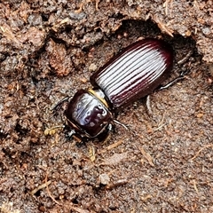 Aulacocyclus edentulus (Passalid beetle) at Goulburn, NSW - 7 Dec 2024 by trevorpreston