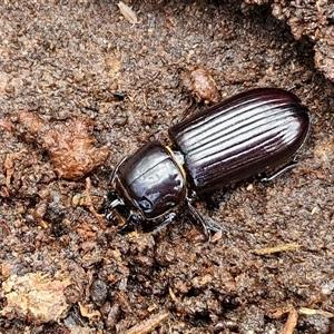 Aulacocyclus edentulus at Goulburn, NSW - 7 Dec 2024 10:53 AM