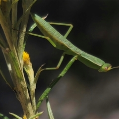 Orthodera ministralis (Green Mantid) at Captains Flat, NSW - 8 Dec 2024 by Csteele4