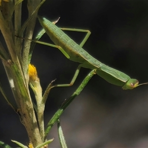 Orthodera ministralis (Green Mantid) at Captains Flat, NSW by Csteele4