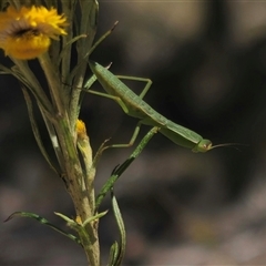 Orthodera ministralis at Captains Flat, NSW - 8 Dec 2024