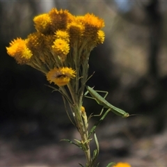 Orthodera ministralis at Captains Flat, NSW - 8 Dec 2024