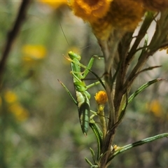 Orthodera ministralis at Captains Flat, NSW - 8 Dec 2024