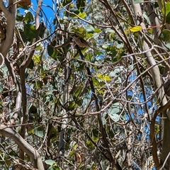 Melithreptus brevirostris at Lawson, ACT - 8 Dec 2024 by mroseby