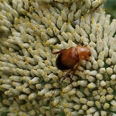 Phyllotocus macleayi (Nectar scarab) at Goulburn, NSW - 6 Dec 2024 by trevorpreston