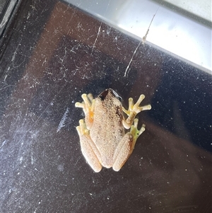 Litoria peronii at Harolds Cross, NSW - suppressed