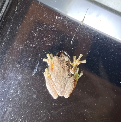 Litoria peronii (Peron's Tree Frog, Emerald Spotted Tree Frog) at Harolds Cross, NSW - 7 Dec 2024 by courtneyb