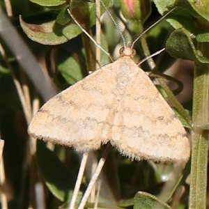 Scopula rubraria at Gundaroo, NSW - 8 Dec 2024 11:10 AM