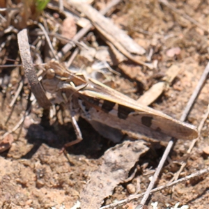 Oedaleus australis at Gundaroo, NSW - 8 Dec 2024