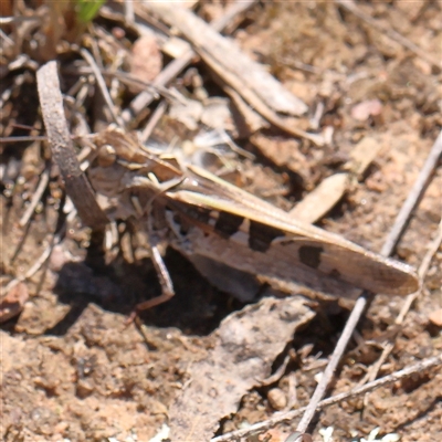 Oedaleus australis (Australian Oedaleus) at Gundaroo, NSW - 8 Dec 2024 by ConBoekel