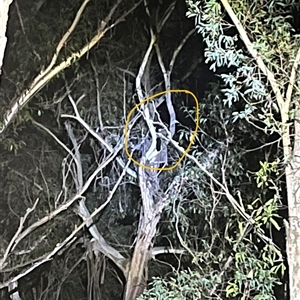 Petauroides volans at Harolds Cross, NSW - suppressed