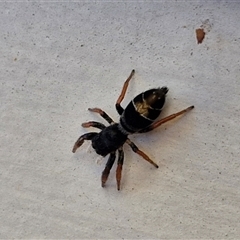 Apricia jovialis (Jovial jumping spider) at Goulburn, NSW - 8 Dec 2024 by trevorpreston