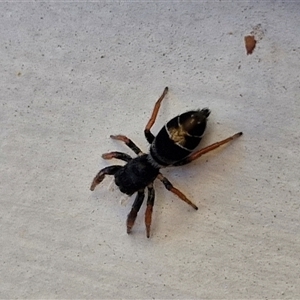 Apricia jovialis (Jovial jumping spider) at Goulburn, NSW by trevorpreston