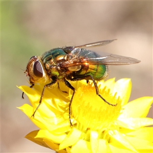 Unidentified Blow fly (Calliphoridae) at Gundaroo, NSW by ConBoekel