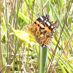 Vanessa kershawi (Australian Painted Lady) at Gundaroo, NSW - 8 Dec 2024 by ConBoekel