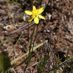 Tricoryne elatior (Yellow Rush Lily) at Gundaroo, NSW - 8 Dec 2024 by ConBoekel