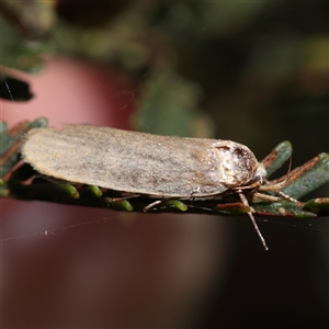 Philobota (genus) at Gundaroo, NSW - 8 Dec 2024