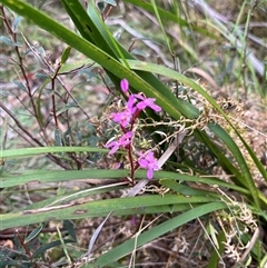 Stylidium montanum at Harolds Cross, NSW - 7 Dec 2024 by courtneyb