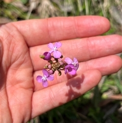 Stylidium armeria subsp. armeria (trigger plant) at Harolds Cross, NSW - 7 Dec 2024 by courtneyb