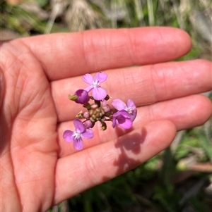 Stylidium armeria subsp. armeria at Harolds Cross, NSW - 7 Dec 2024 11:37 AM