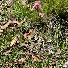 Stylidium armeria subsp. armeria at Harolds Cross, NSW - 7 Dec 2024 11:37 AM