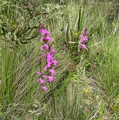 Stylidium sp. (Trigger Plant) at Harolds Cross, NSW - 7 Dec 2024 by courtneyb