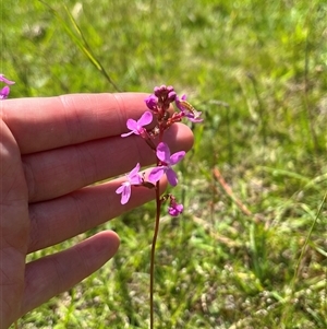 Stylidium sp. at Harolds Cross, NSW - 7 Dec 2024 02:32 PM